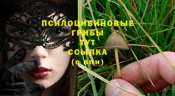 шишки Арсеньев